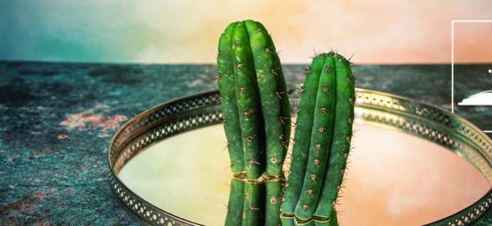 5 Mitos Falsos Sobre El Cactus San Pedro	