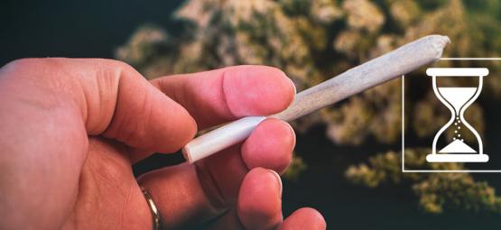 ¿Caduca La Marihuana? Cómo Conservar La Calidad De Tus Cogollos	