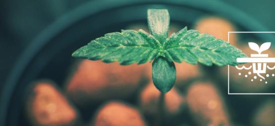 5 Variedades De Cannabis Ideales Para El Cultivo Hidropónico En Aguas Profundas