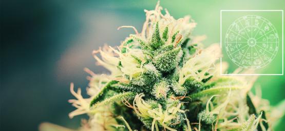 La Variedad De Cannabis Perfecta Para Cada Signo Del Zodiaco