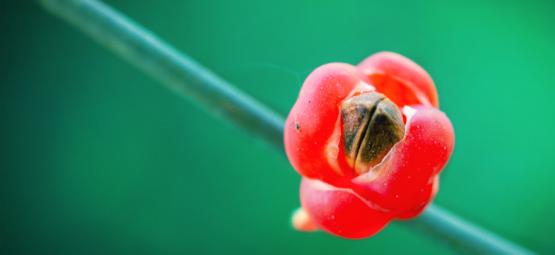 ¿Qué Es Ma Huang (Ephedra Sinica) Y Qué Efectos Tiene?