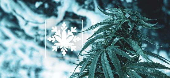 Cómo Cultivar Marihuana En Invierno (Sí, ¡Se Puede!)