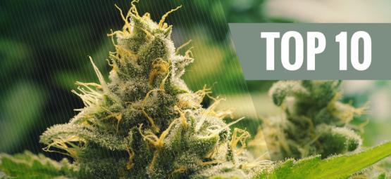 Las 10 Mejores Variedades De Cannabis Clásicas