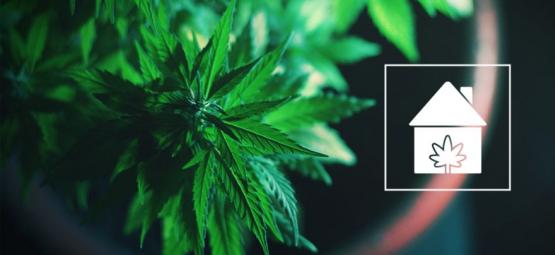 Cómo Cultivar Cannabis En Cualquier Parte De Tu Casa