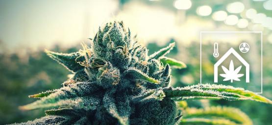 Consejos Para Que Tu Cuarto De Cultivo De Cannabis Sea Más Fácil De Gestionar