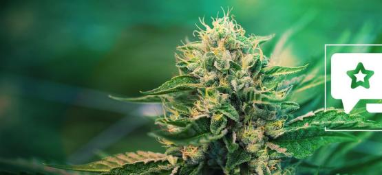 Super Silver Haze: Análisis & Información De La Cepa De Cannabis