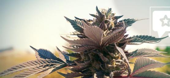 Wedding Cake: Análisis E Información De La Variedad De Marihuana