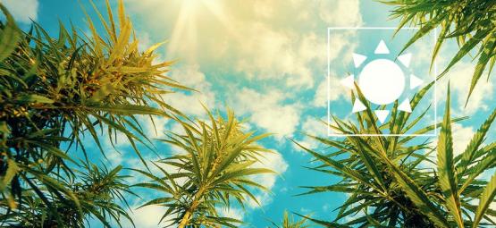 ¿Cuánto Sol Necesitan Las Plantas De Cannabis?