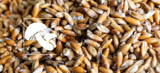 ¿Qué Es El Micelio Para Cultivar Hongos (Y Cómo Se Crea)?