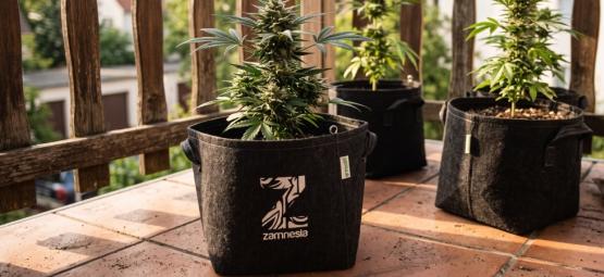 Las 10 Mejores Variedades De Marihuana Para Cultivar En Un Balcón O Terraza