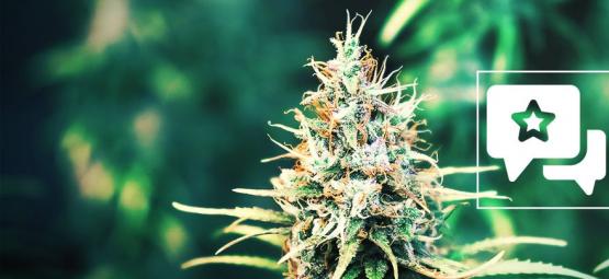 Cookies Kush: Análisis & Información De La Cepa De Cannabis