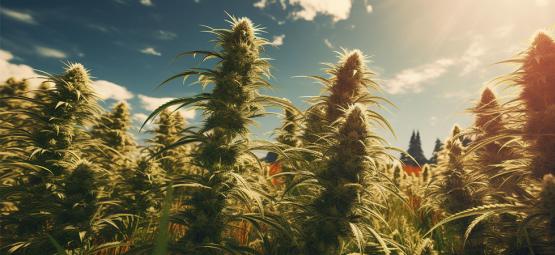 Cepas Autóctonas: Las 5 Cepas De Cannabis Más Antiguas
