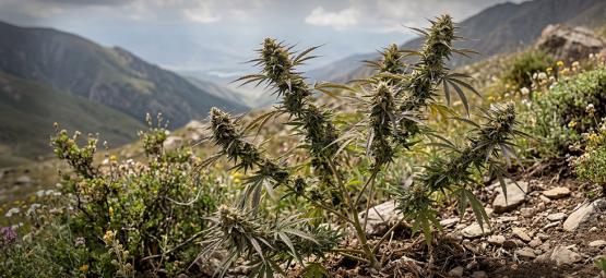 Variedades Landrace: Las Cepas De Marihuana Más Antiguas