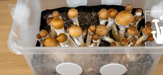 Cómo Hacer Un Monotub Para Cultivar Setas En Grandes Cantidades 