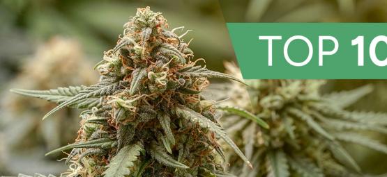 Las 10 Mejores Variedades De Marihuana Haze