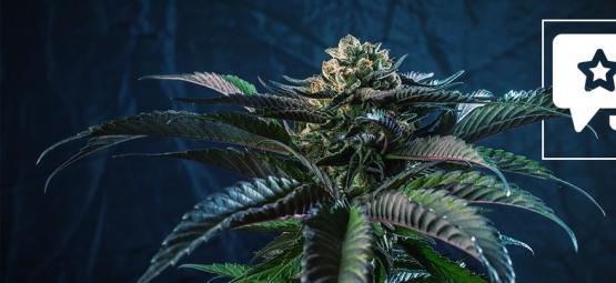 Silver Haze: Análisis & Información De La Cepa De Cannabis