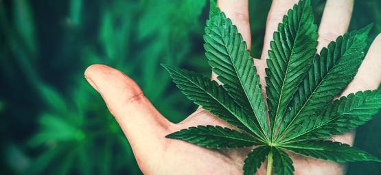 ¿Es Adictiva La Marihuana?
