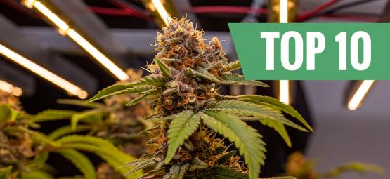 Las 10 variedades de marihuana más altas