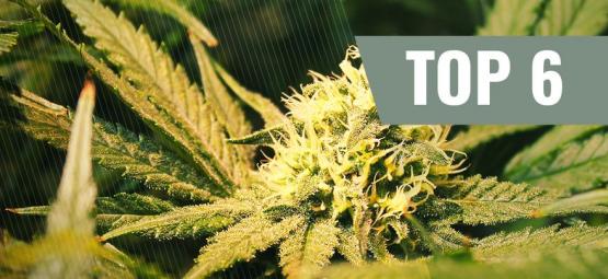 Las 6 Mejores Variedades De Marihuana Ricas En THCV