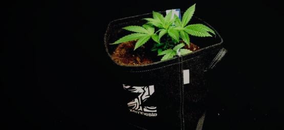 Ventajas De Las Macetas De Tela Para Cultivar Marihuana
