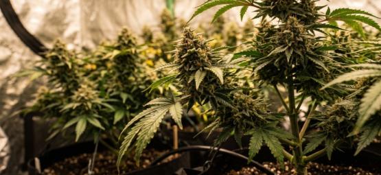 Las 10 mejores variedades feminizadas de cannabis más productivas