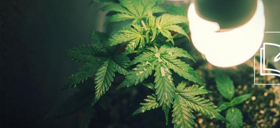 Todo Lo Que Debes Saber Sobre El Microcultivo De Marihuana