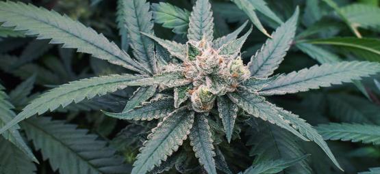 7 Factores Que Pueden Afectar A La Floración Del Cannabis 