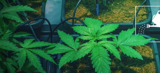 Cómo Regar Tus Plantas De Marihuana Cuando No Estás En Casa