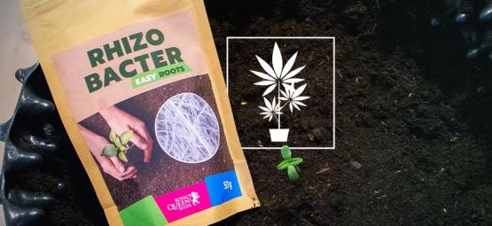 Cómo Potenciar El Crecimiento Del Cannabis Con Rizobacterias 