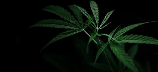 Cómo Controlar La Floración Del Cannabis Con Privación De Luz