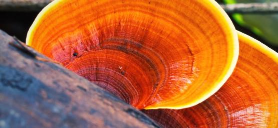 ¿Qué Son Las Setas Reishi?