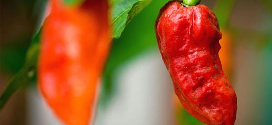 Guindilla Fantasma (Bhut Jolokia): Cultivo Y Consumo