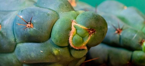Echinopsis Zamnesiana - Nuestro Cactus De Mescalina Exclusivo
