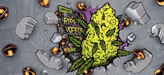 Zamnesia x Ripper Seeds: Amnesia Punch (Edición Limitada)