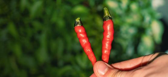 Cuándo Y Cómo Cosechar Pimientos Picantes