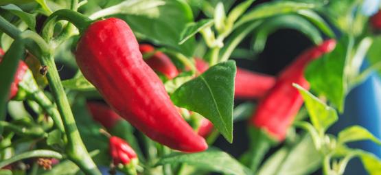 Cómo Cultivar Pimientos Picantes En Interior