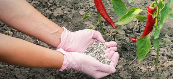 Cómo Abonar Las Plantas De Pimientos Picantes