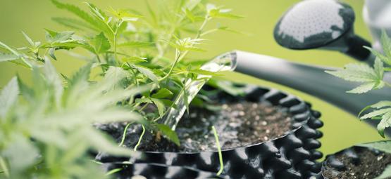 Cómo Utilizar Agua De Ósmosis Inversa Para Cultivar Marihuana