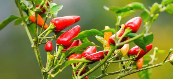 Cómo Cultivar Pimientos Picantes Al Aire Libre