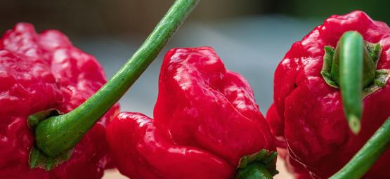 Carolina Reaper: Cómo Cultivarlo Y Consumirlo