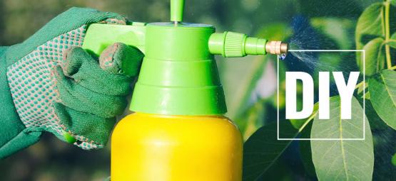Cómo Hacer Pesticidas Naturales Para Plantas De Guindillas