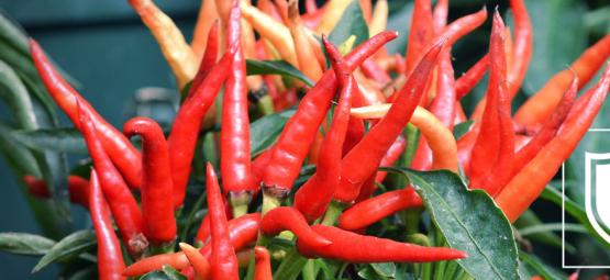 Cómo Aclimatar Las Plantas De Pimientos Picantes Al Exterior