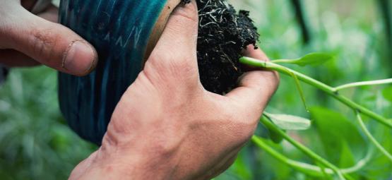 Cómo Trasplantar Plantas De Pimientos Picantes