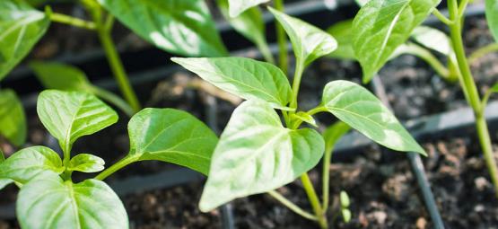 Cómo Cultivar Pimientos Picantes A Partir De Esquejes