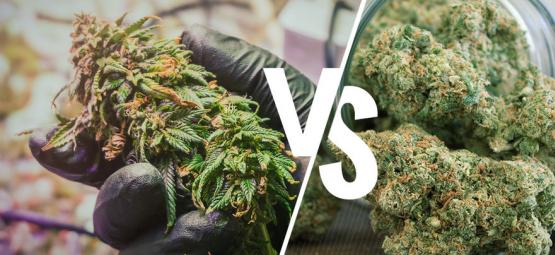 Marihuana Cruda Y Descarboxilada: Diferencias