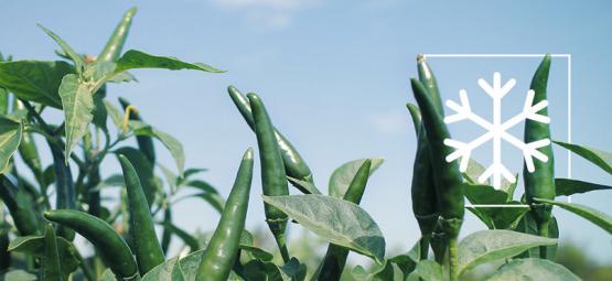 Cómo Hibernar Las Plantas De Pimiento 