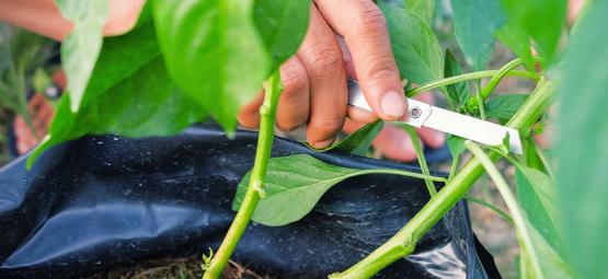 Cómo Podar Plantas De Pimientos Picantes Para Maximizar Las Cosechas