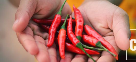 Cómo Podría La Capsaicina Aliviar El Síndrome De Hiperémesis Cannabinoide