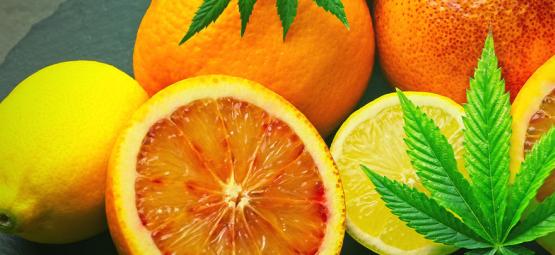 ¿Qué Es El Limoneno De La Marihuana?