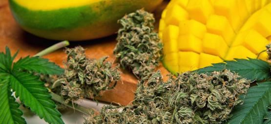 ¿Qué Es El Mirceno De La Marihuana?